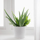 ALOE VERA АЛОЭ ВЕРА