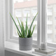ALOE VERA АЛОЭ ВЕРА