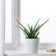 ALOE VERA АЛОЭ ВЕРА