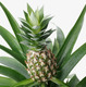 ANANAS АНАНАС