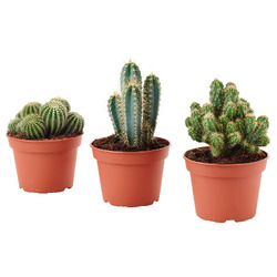 CACTACEAE КАКТУС