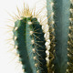 CACTACEAE КАКТУС