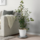 CHIAFRÖN ЧИАФРЁН
