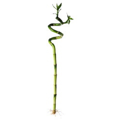 DRACAENA ДРАЦЕНА