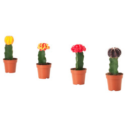GYMNOCALYCIUM ГИМНОКАЛИЦИУМ