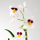 PHALAENOPSIS ФАЛЕНОПСИС
