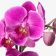 PHALAENOPSIS ФАЛЕНОПСИС