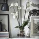 PHALAENOPSIS ФАЛЕНОПСИС