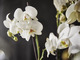 PHALAENOPSIS ФАЛЕНОПСИС