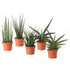 SANSEVIERIA САНСЕВИЕРИЯ