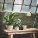 SANSEVIERIA САНСЕВИЕРИЯ