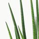 SANSEVIERIA САНСЕВИЕРИЯ