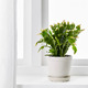 SCHLUMBERGERA ШЛЮМБЕРГЕРА