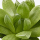 SUCCULENT СУККУЛЕНТЫ